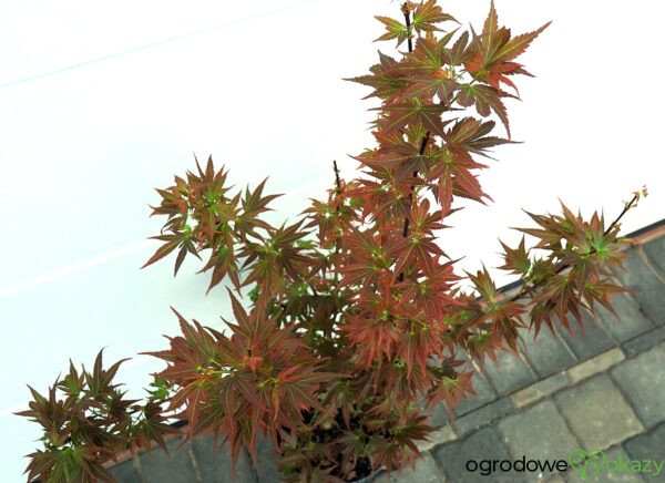 KLON PALMOWY BENI HOSHI Acer palmatum