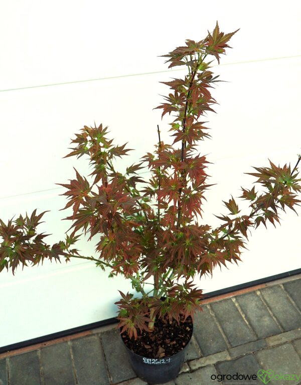 KLON PALMOWY BENI HOSHI Acer palmatum