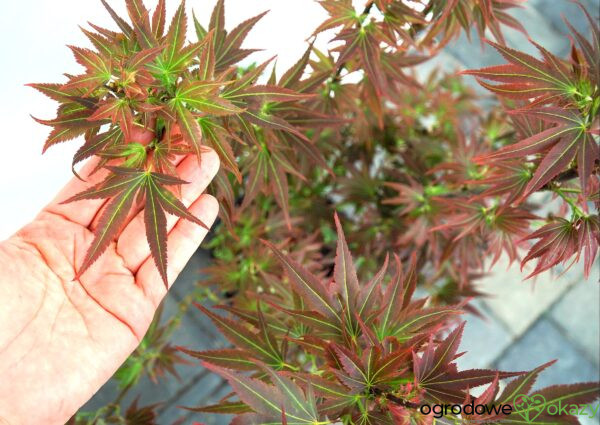 KLON PALMOWY BENI HOSHI Acer palmatum