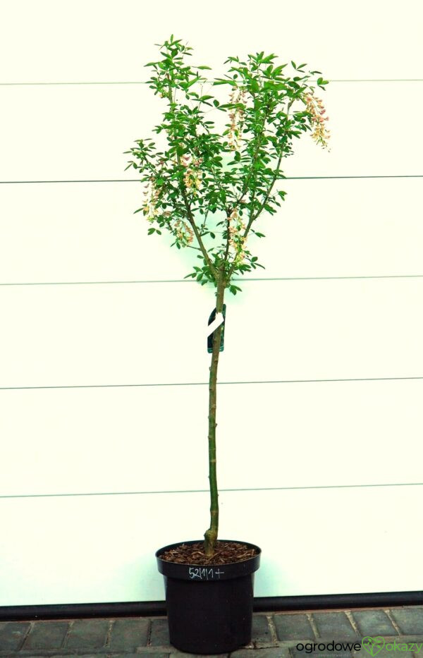 LABURNOCYTISUS ADAMA Laburnocytisus adamii