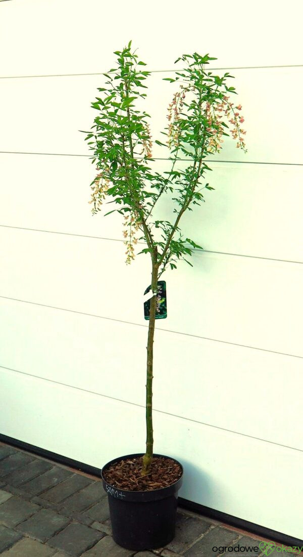 LABURNOCYTISUS ADAMA Laburnocytisus adamii