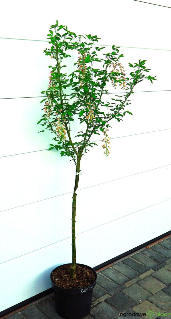 LABURNOCYTISUS ADAMA Laburnocytisus adamii