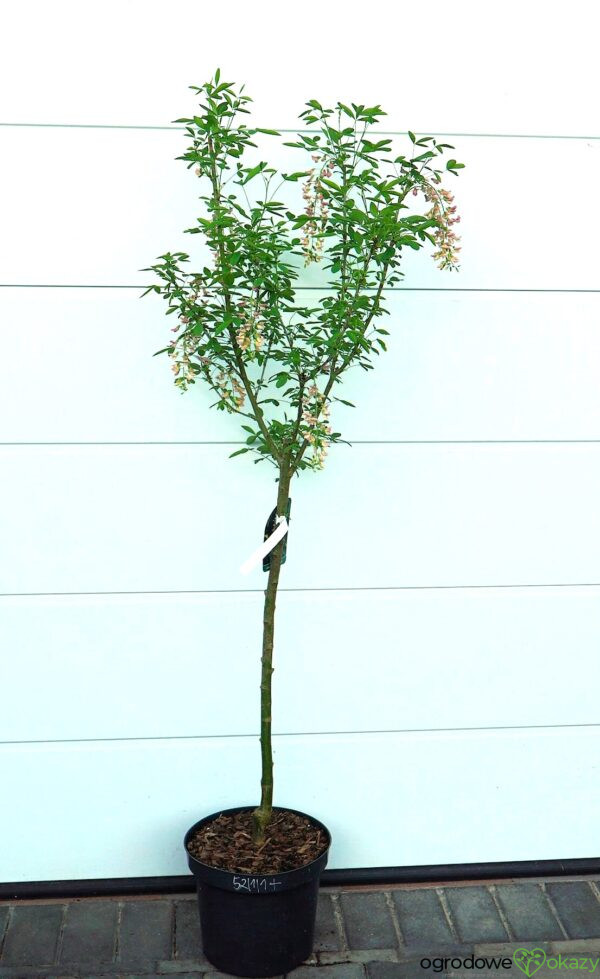 LABURNOCYTISUS ADAMA Laburnocytisus adamii