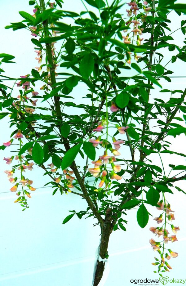 LABURNOCYTISUS ADAMA Laburnocytisus adamii