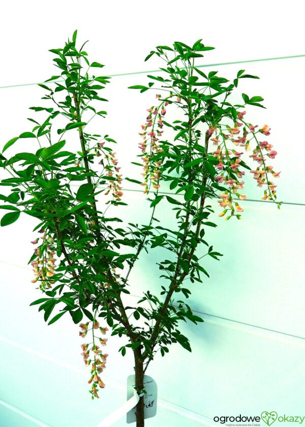 LABURNOCYTISUS ADAMA Laburnocytisus adamii