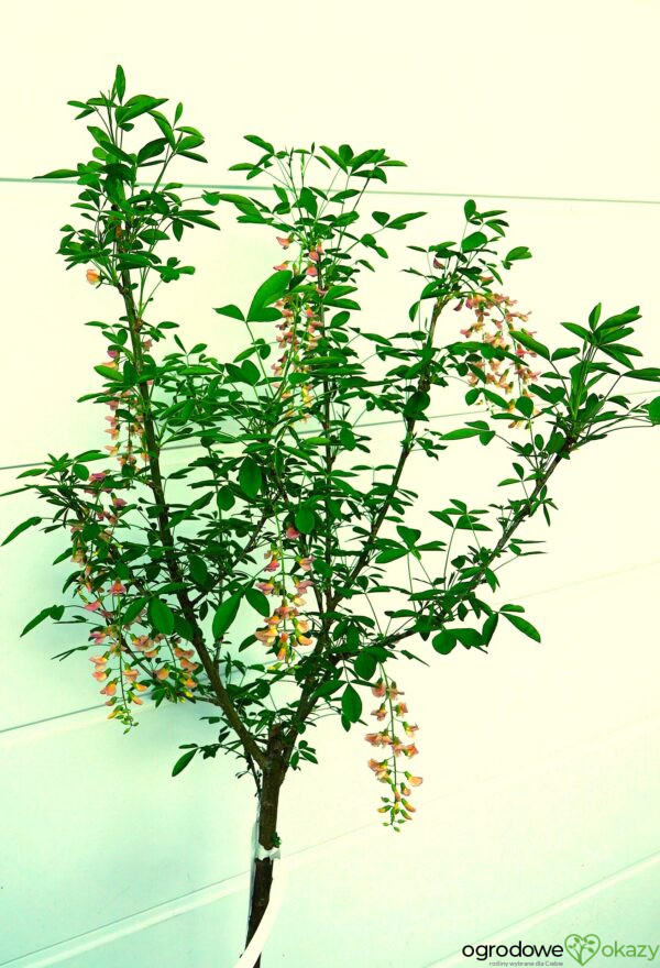 LABURNOCYTISUS ADAMA Laburnocytisus adamii