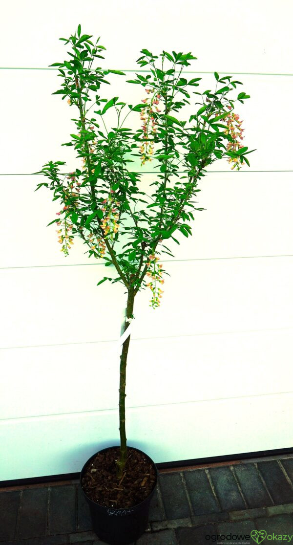 LABURNOCYTISUS ADAMA Laburnocytisus adamii