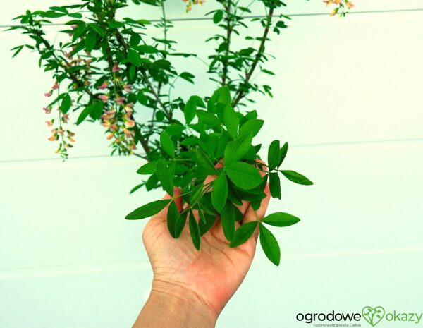 LABURNOCYTISUS ADAMA Laburnocytisus adamii
