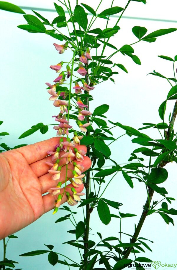 LABURNOCYTISUS ADAMA Laburnocytisus adamii