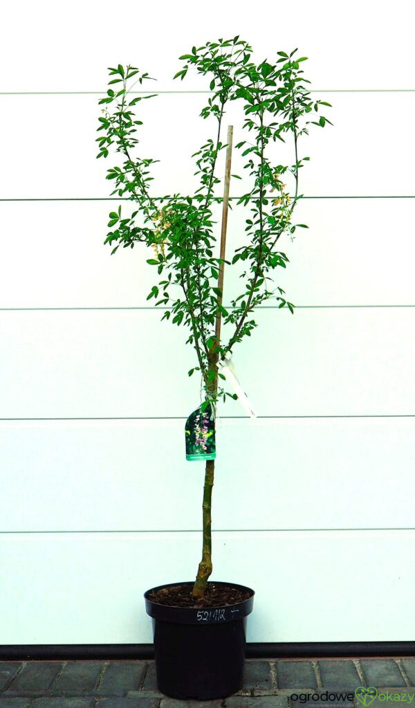 LABURNOCYTISUS ADAMA Laburnocytisus adamii