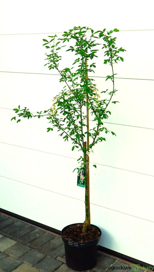 LABURNOCYTISUS ADAMA Laburnocytisus adamii