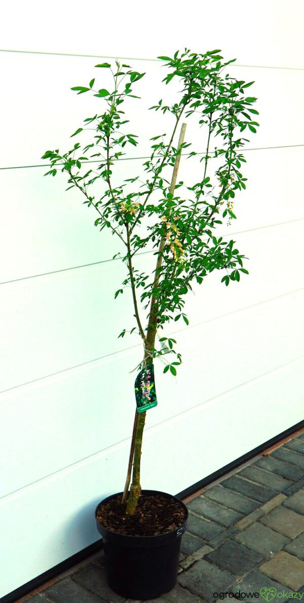 LABURNOCYTISUS ADAMA Laburnocytisus adamii