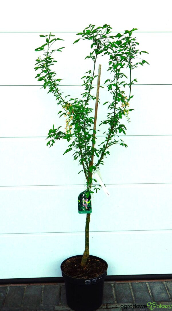 LABURNOCYTISUS ADAMA Laburnocytisus adamii