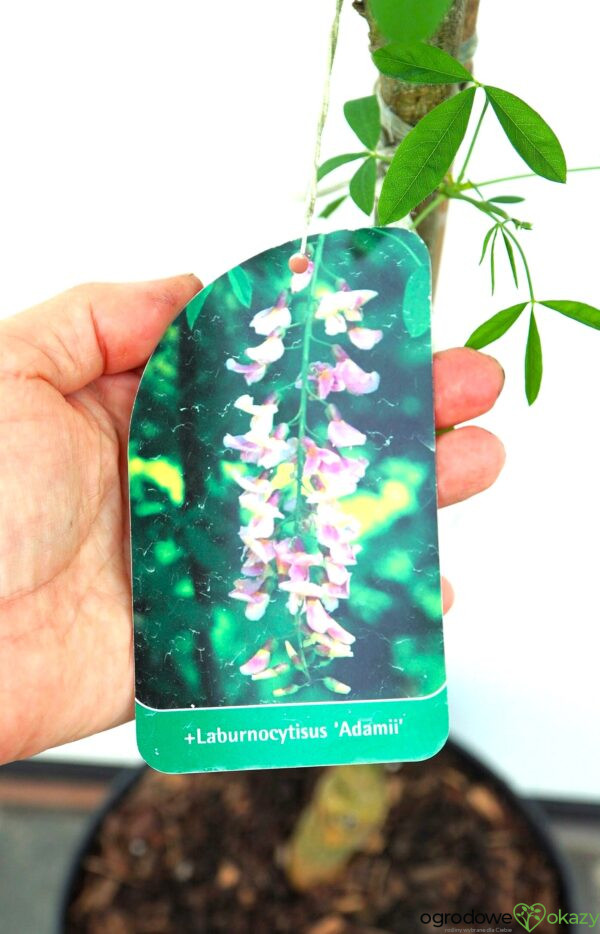 LABURNOCYTISUS ADAMA Laburnocytisus adamii
