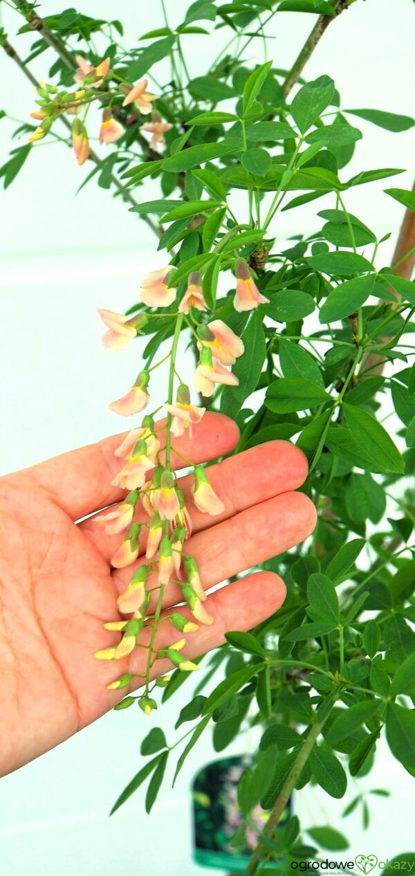 LABURNOCYTISUS ADAMA Laburnocytisus adamii