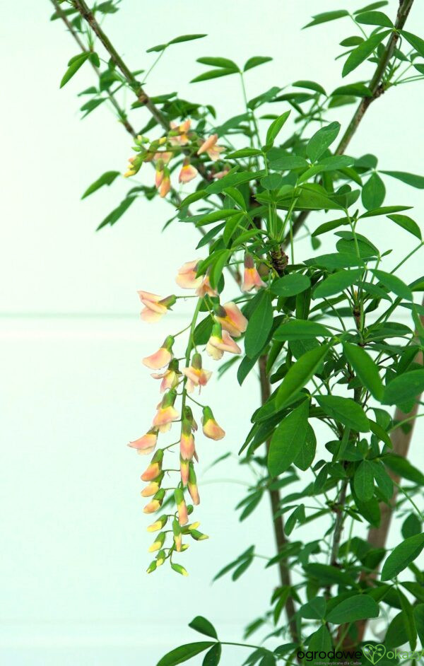 LABURNOCYTISUS ADAMA Laburnocytisus adamii