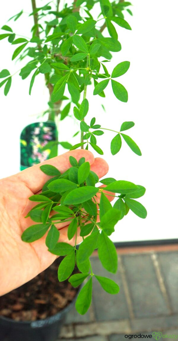 LABURNOCYTISUS ADAMA Laburnocytisus adamii