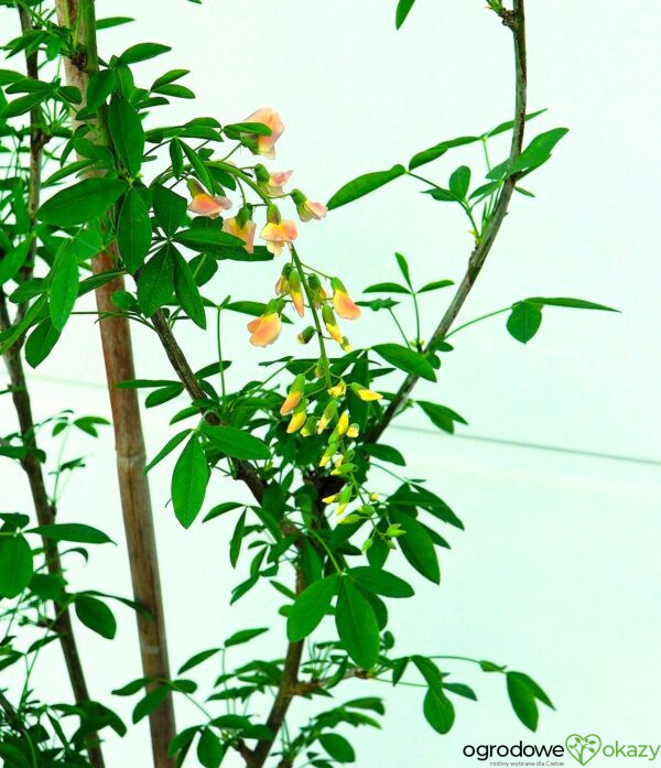 LABURNOCYTISUS ADAMA Laburnocytisus adamii