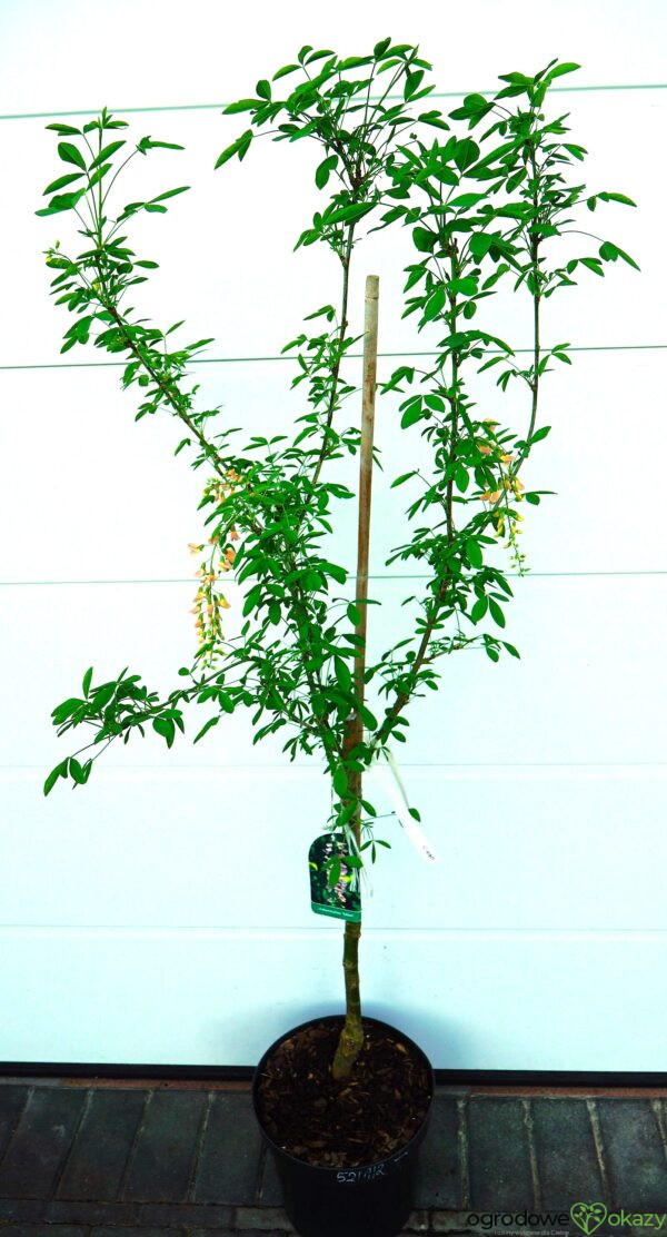 LABURNOCYTISUS ADAMA Laburnocytisus adamii