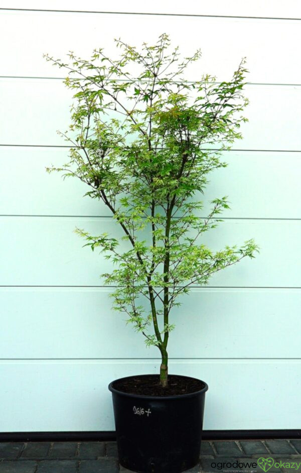 KLON PALMOWY UKIGUMO Acer palmatum