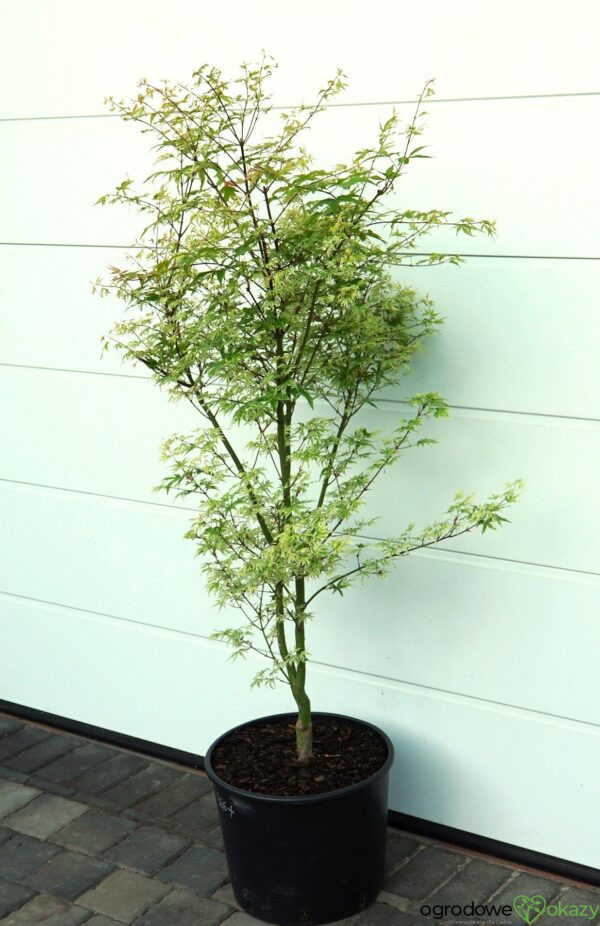 KLON PALMOWY UKIGUMO Acer palmatum