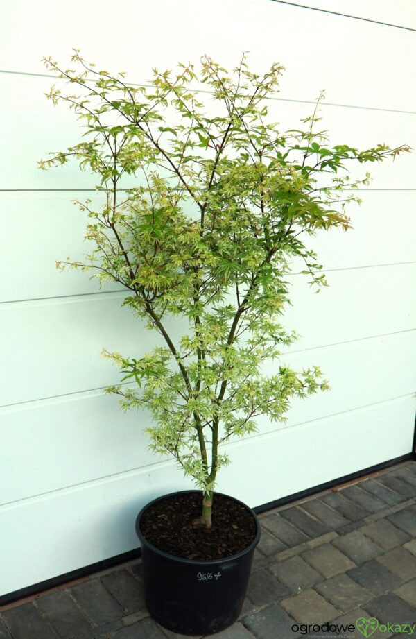 KLON PALMOWY UKIGUMO Acer palmatum