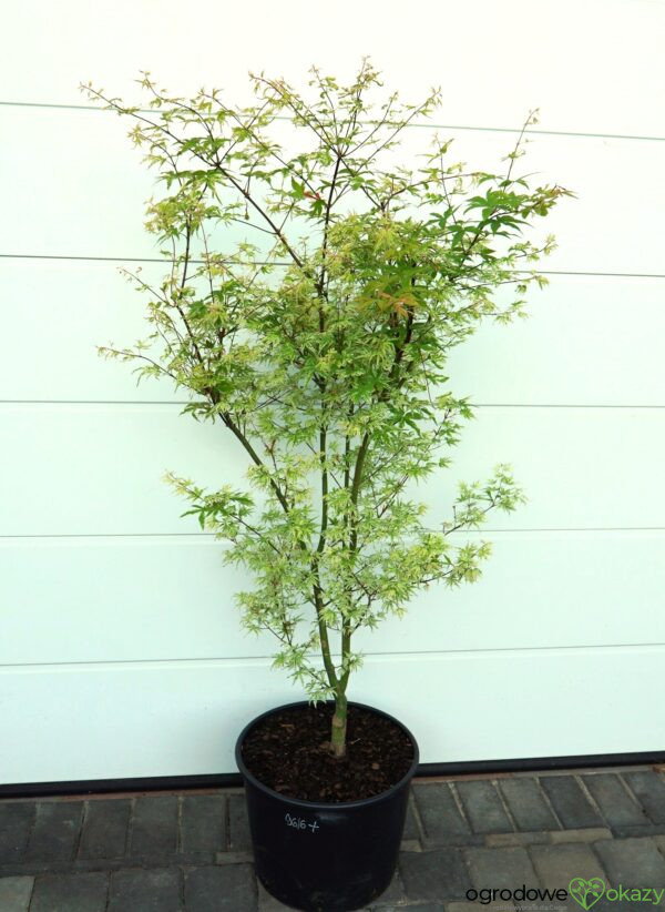 KLON PALMOWY UKIGUMO Acer palmatum