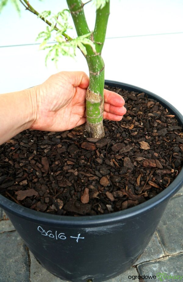 KLON PALMOWY UKIGUMO Acer palmatum