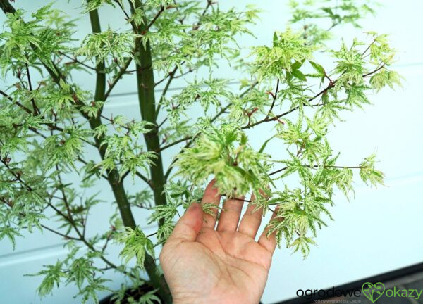 KLON PALMOWY UKIGUMO Acer palmatum