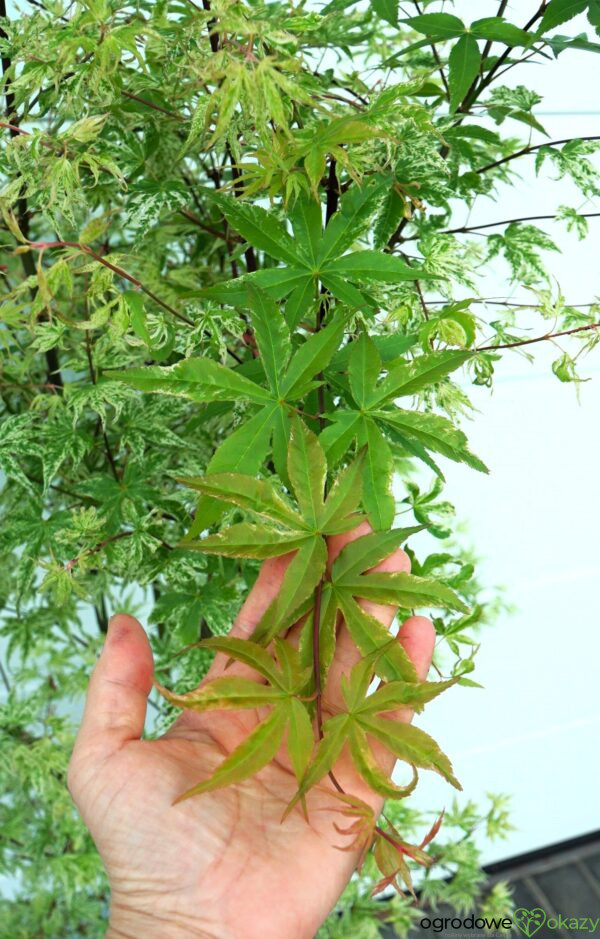 KLON PALMOWY UKIGUMO Acer palmatum