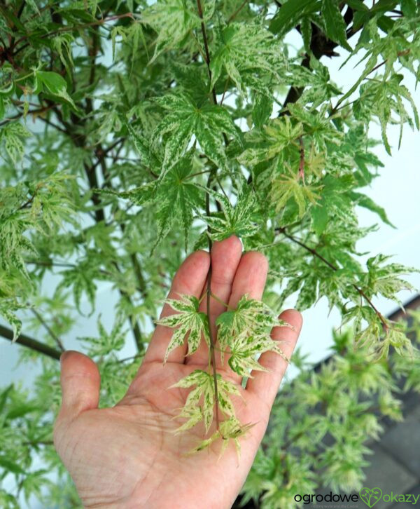 KLON PALMOWY UKIGUMO Acer palmatum