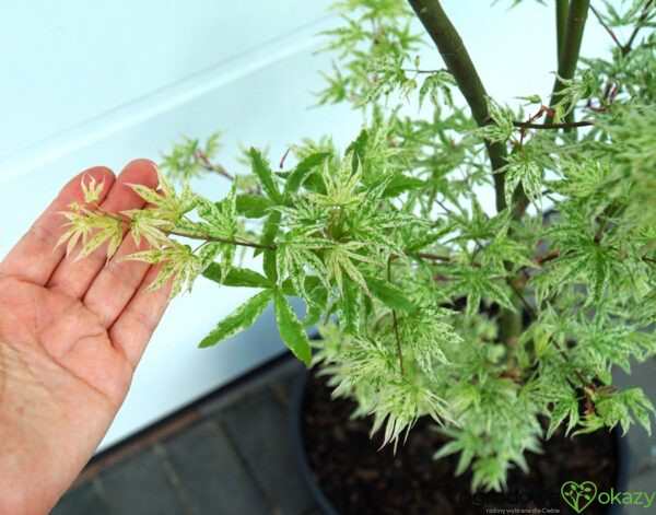 KLON PALMOWY UKIGUMO Acer palmatum