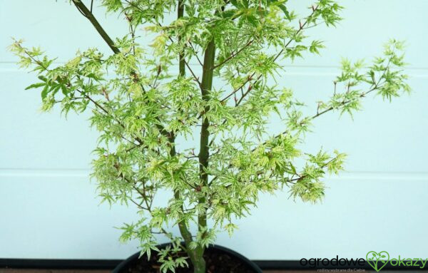 KLON PALMOWY UKIGUMO Acer palmatum