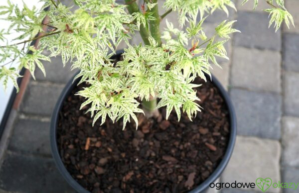 KLON PALMOWY UKIGUMO Acer palmatum