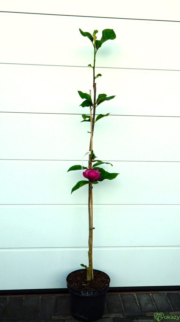MAGNOLIA BLACK TULIP PBR