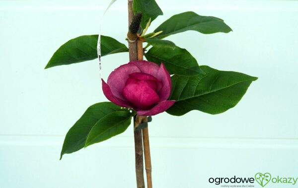 MAGNOLIA BLACK TULIP PBR