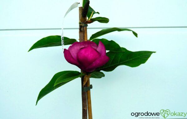 MAGNOLIA BLACK TULIP PBR