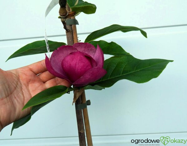 MAGNOLIA BLACK TULIP PBR