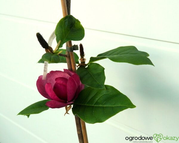 MAGNOLIA BLACK TULIP PBR