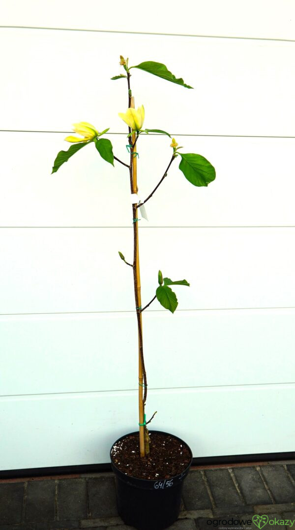 MAGNOLIA ILLINI GOLD