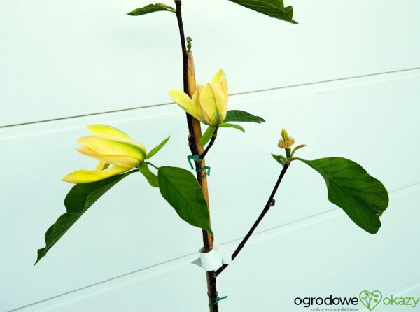 MAGNOLIA ILLINI GOLD