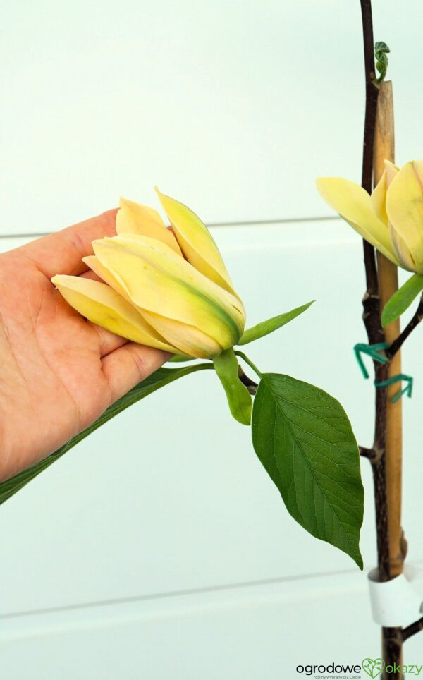 MAGNOLIA ILLINI GOLD