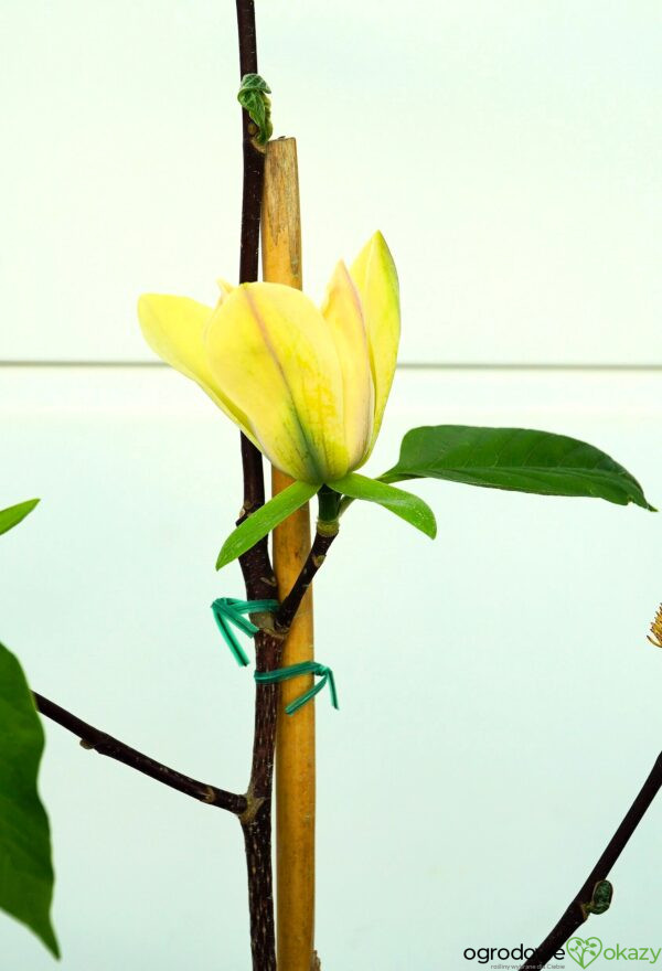 MAGNOLIA ILLINI GOLD