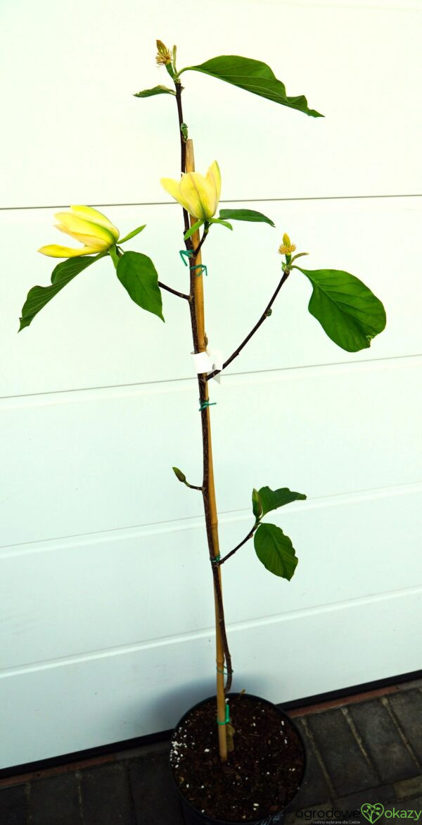 MAGNOLIA ILLINI GOLD