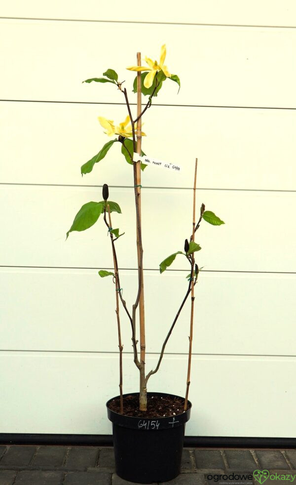 MAGNOLIA HONEY LIZ