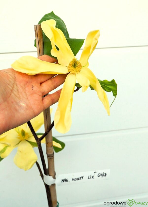 MAGNOLIA HONEY LIZ
