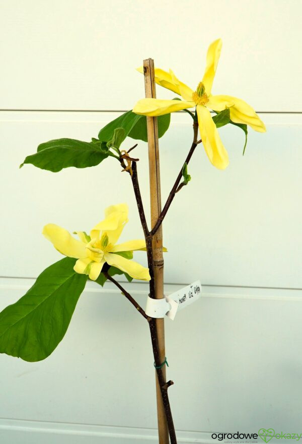 MAGNOLIA HONEY LIZ