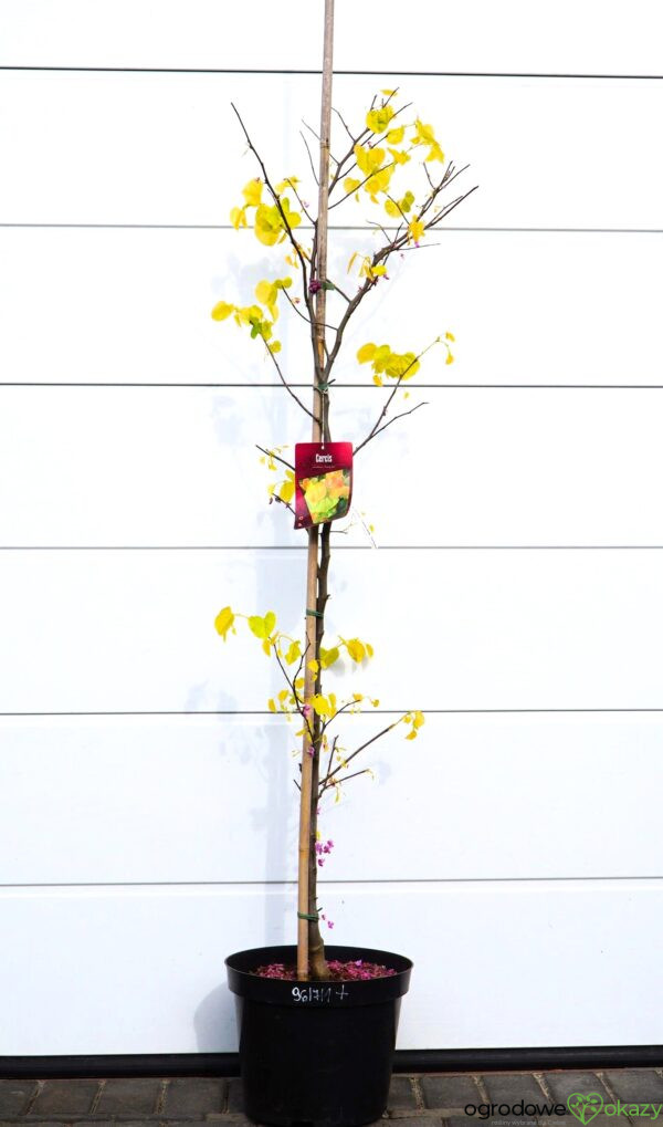 JUDASZOWIEC KANADYJSKI THE RISING SUN Cercis canadensis