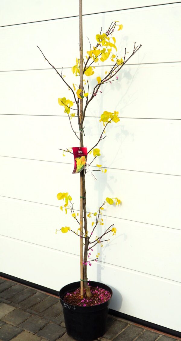 JUDASZOWIEC KANADYJSKI THE RISING SUN Cercis canadensis