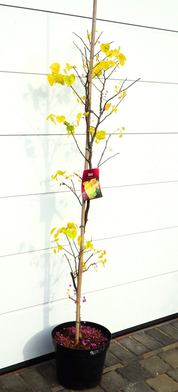 JUDASZOWIEC KANADYJSKI THE RISING SUN Cercis canadensis